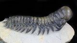 Large, Crotalocephalina Trilobite - Excellent Specimen #41820-3